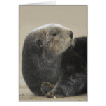 California Sea Otter (Enhydra lutris) Wildlife Greeting Cards