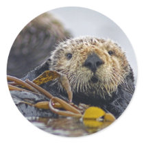 California Sea Otter Round Sticker