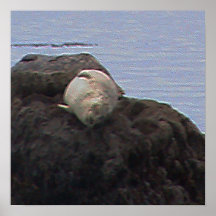 California Seal Nap Print