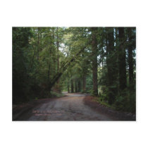 California Seasons - Redwoods Road - Postcard