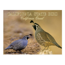 California State Bird - California Quail Post Cards