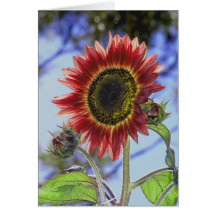California Sunflower Cards