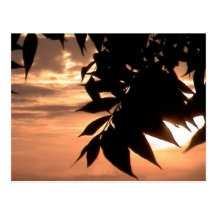 california sunset post card