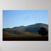 california vineyards print