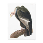 California Vulture (California Condor), Audubon Postcards