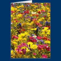 Californian Poppies cards