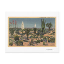 CaliforniaVarieties of Desert Cacti Postcards