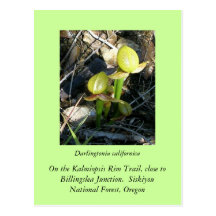 Californica de Darlingtonia Cartes Postales