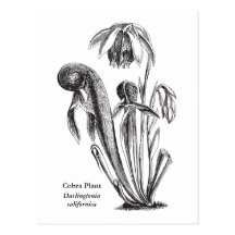 Californica de Darlingtonia, plante carnivore Carte Postale