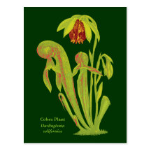 Californica de Darlingtonia, plante carnivore Cartes Postales