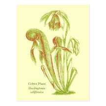 Californica de Darlingtonia, plante carnivore Cartes Postales