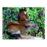 CALISTA IN CLOVER POST CARDS