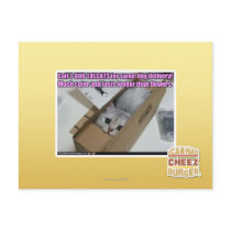 Call 1-800-LOLCATS Post Cards