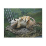 Call of the Wild Museum Opossum Postcard