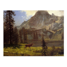 Call of the Wild Post Cards