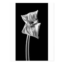 Calla #10 postcards