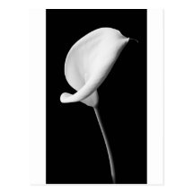 Calla #1 postcards