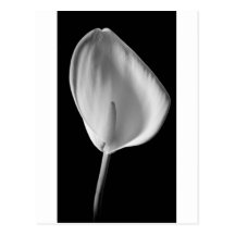 Calla #2 postcards