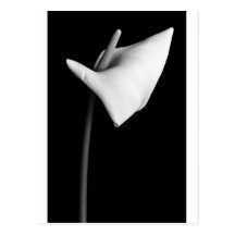 Calla #4 post cards