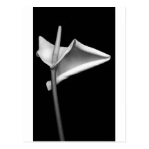 Calla #5 post cards