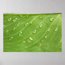 Calla leaf pattern with dew drops poster