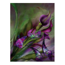 Calla Lilies Art Postcard