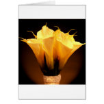 Calla Lilies Greeting Card