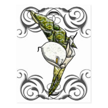 Calla Lilies Post Card