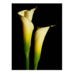 Calla Lilies Post Cards