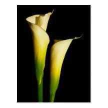 Calla Lilies Post Cards