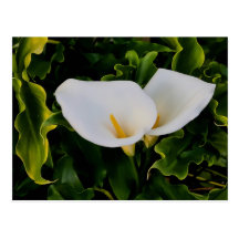 CALLA LILIES POSTCARDS