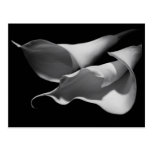 Calla Lilies Postcards