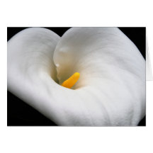 Calla Lilly card