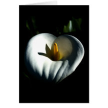 calla lilly cards
