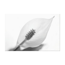 Calla Lilly Flower Gallery Wrapped Canvas