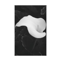 Calla Lilly Flower Stretched Canvas Print