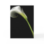 Calla Lilly Greeting Cards