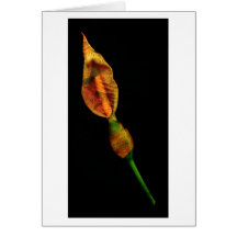 Calla Lilly Greeting Cards