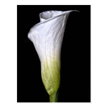 Calla Lilly Post Cards