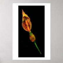 Calla Lilly Posters