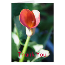 Calla Lilly, Thank You Greeting Card