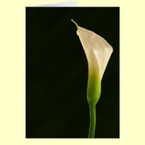 Calla lily card cards