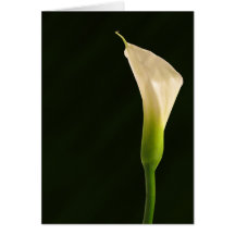 Calla lily card