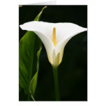 Calla Lily Cards
