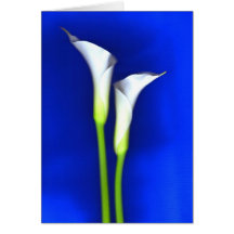 Calla Lily Greeting Card
