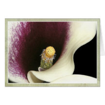 Calla Lily Greeting Card