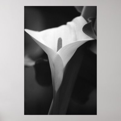 Calla Lily in black and white Print by nicholaslopez
