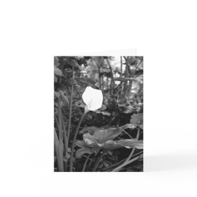 Calla Lily notecards by photoinspiration