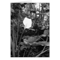 Calla Lily notecards cards