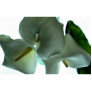 Calla lily acrylic cut outs
